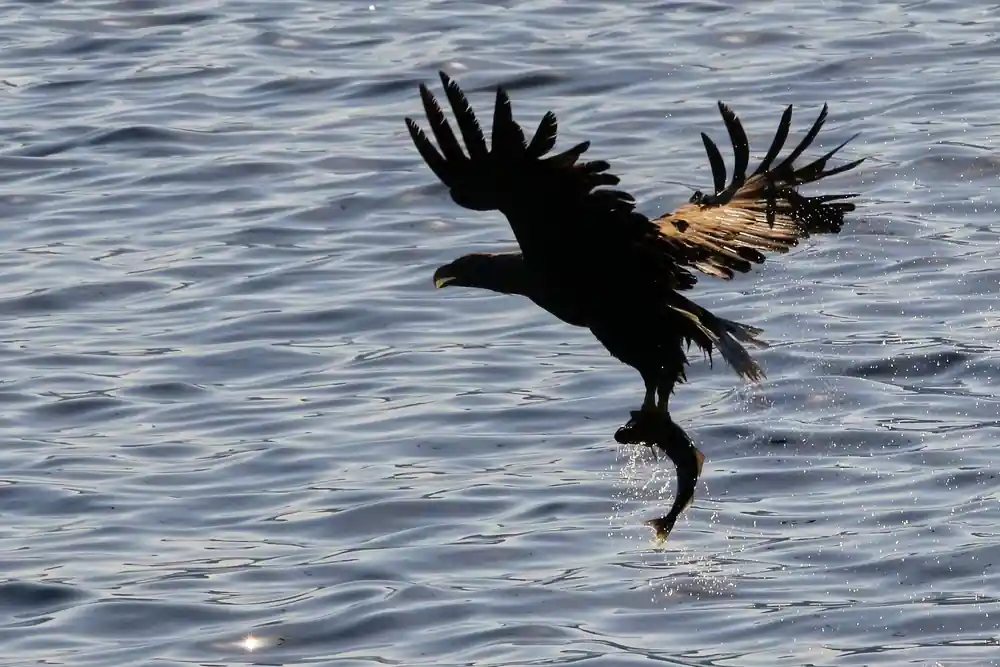 Eagle diving into water with wings spread