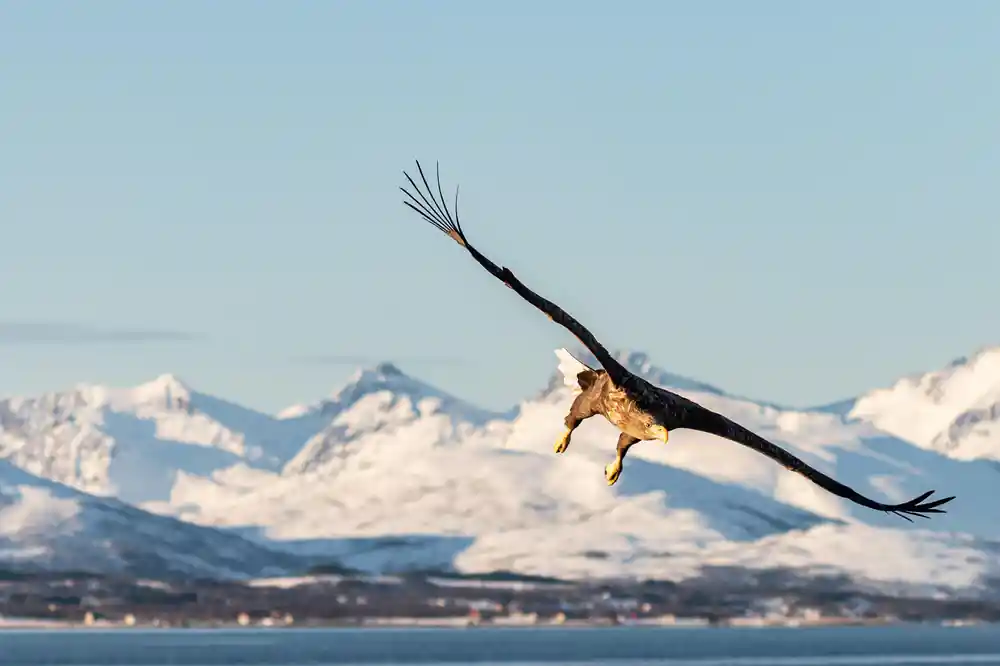 Eagle diving with wings spread toward water