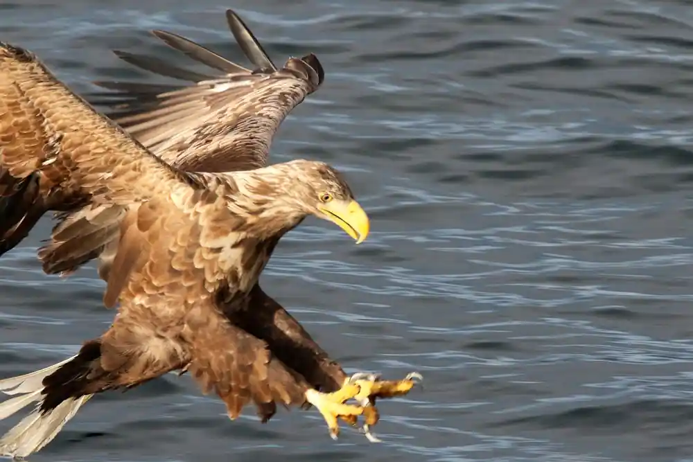 Eagle in flight carrying fish over water