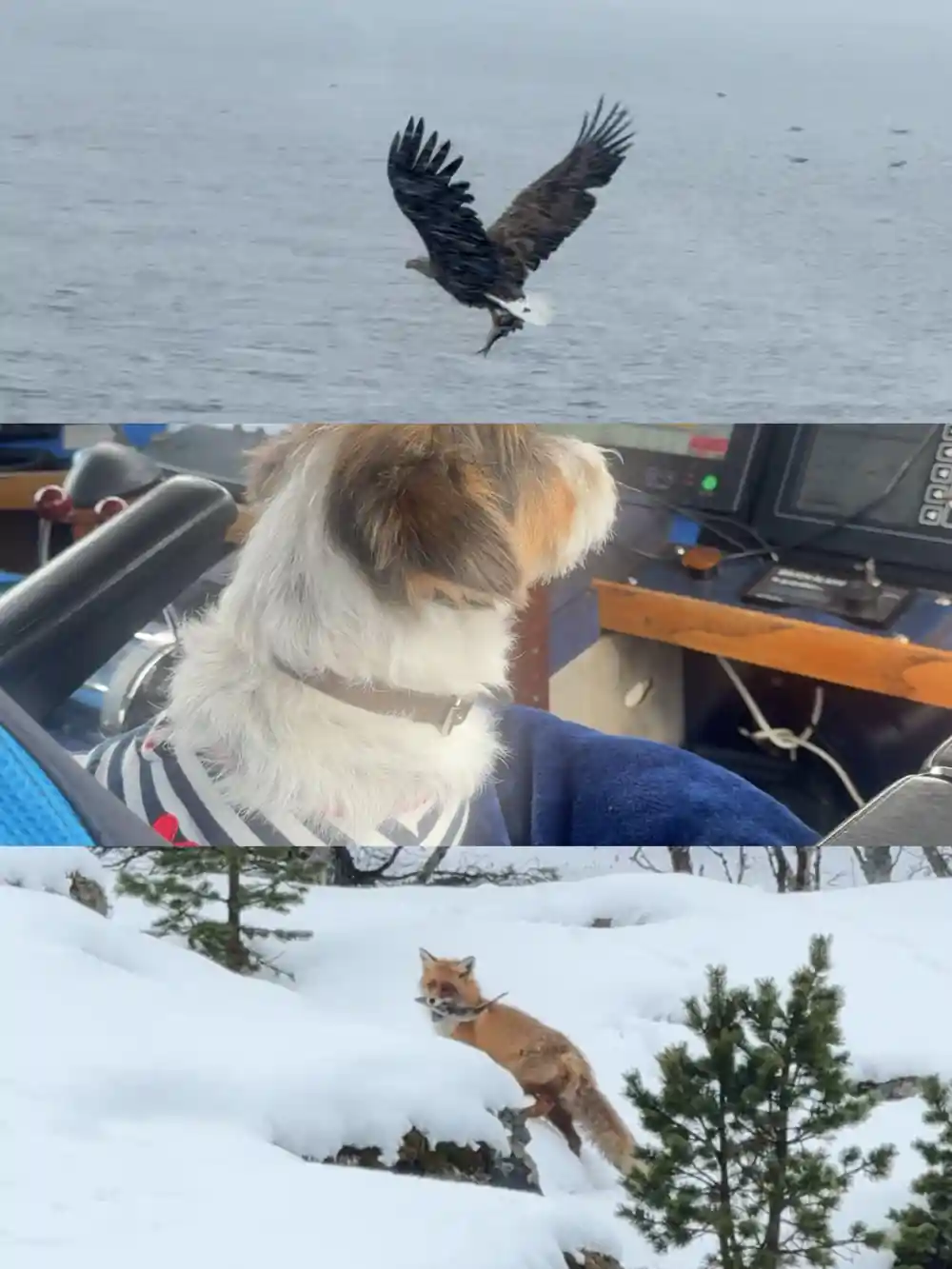 Eagle flying above dog on boat at sea
