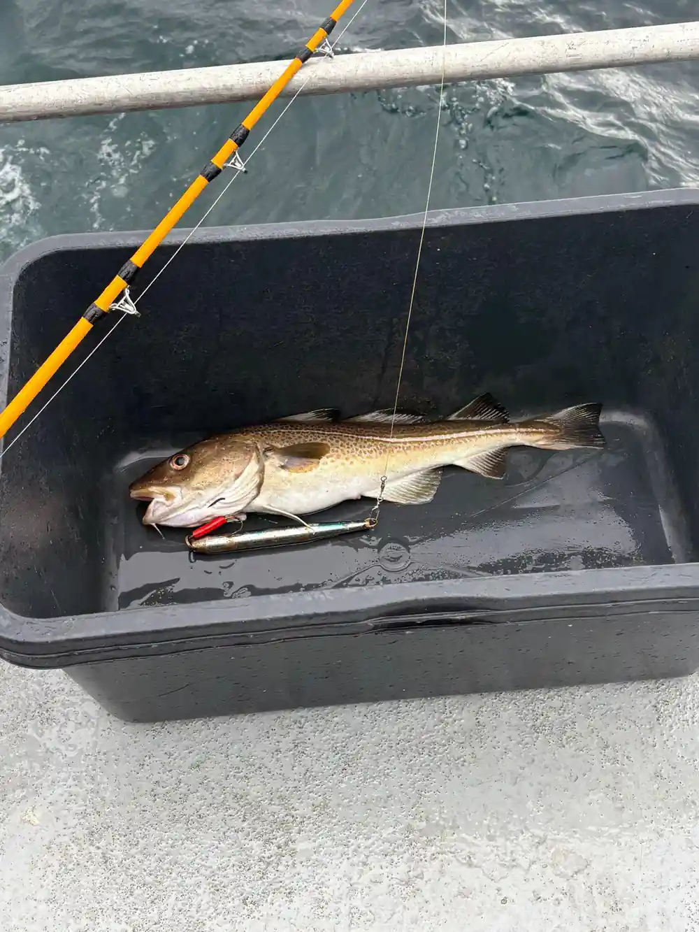 Fish in black container with yellow fishing rod