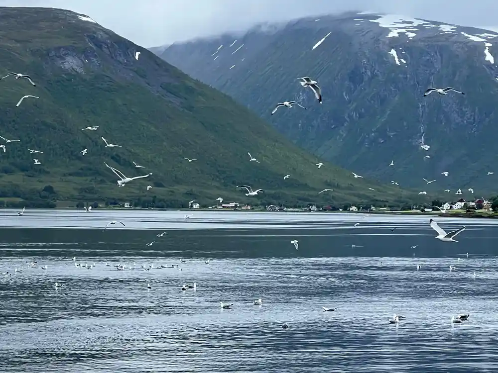 Green mountain valley with small village and birds