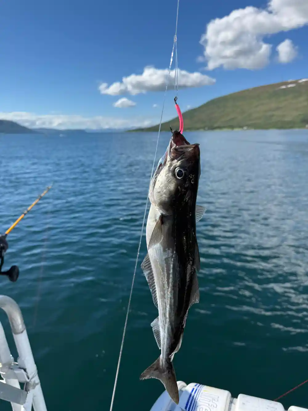 Large silvery fish caught on fishing line over water