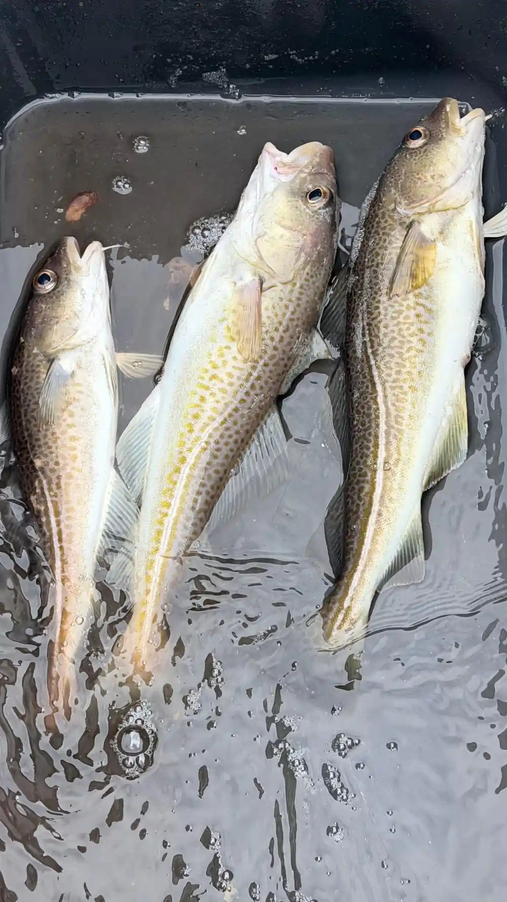 Multiple large fish in white container on boat